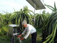 Điện mặt trời và công nghệ tưới nhỏ giọt trong trồng trọt